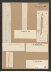 Nitzschia sigma var. rigidula Grun. (de-Toni-Nr.: Genus 47, Species 2099) Zeichnungen Sammlung Grunow Nr. 4196 (NHMW-BOT-W0372096)